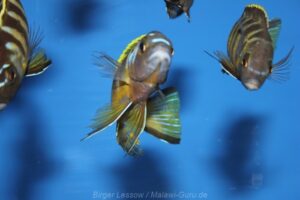 Metriaclima melissa 'Chirwa'